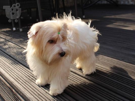 Τα κουτάβια Yorkshire Terrier προς πώληση.